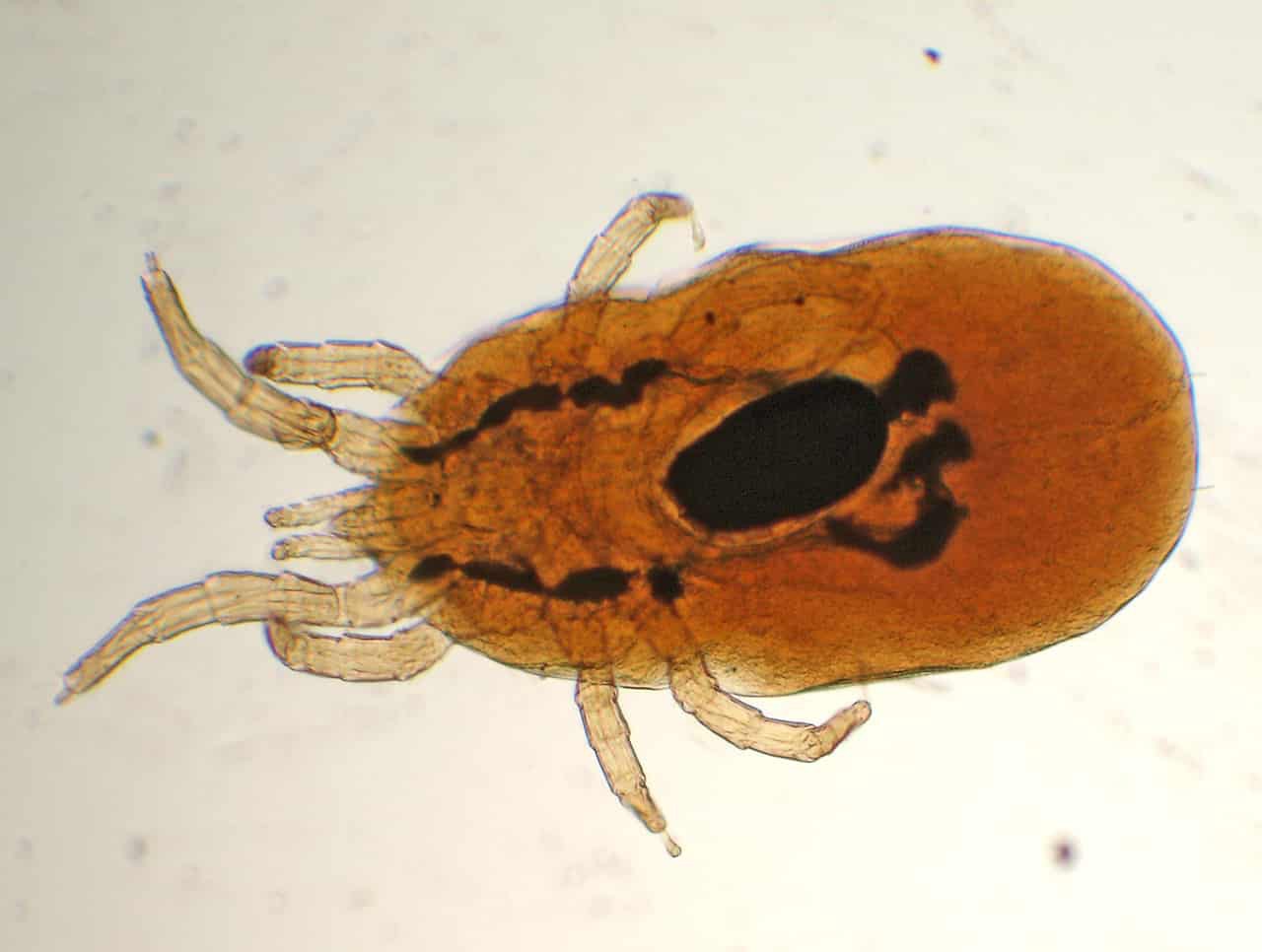 Dermanyssus-gallinae-min