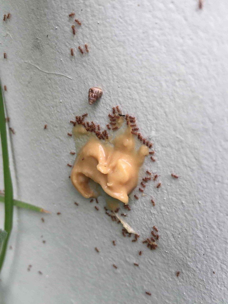 איך ניפטרים מנמלים בבית ובחצר