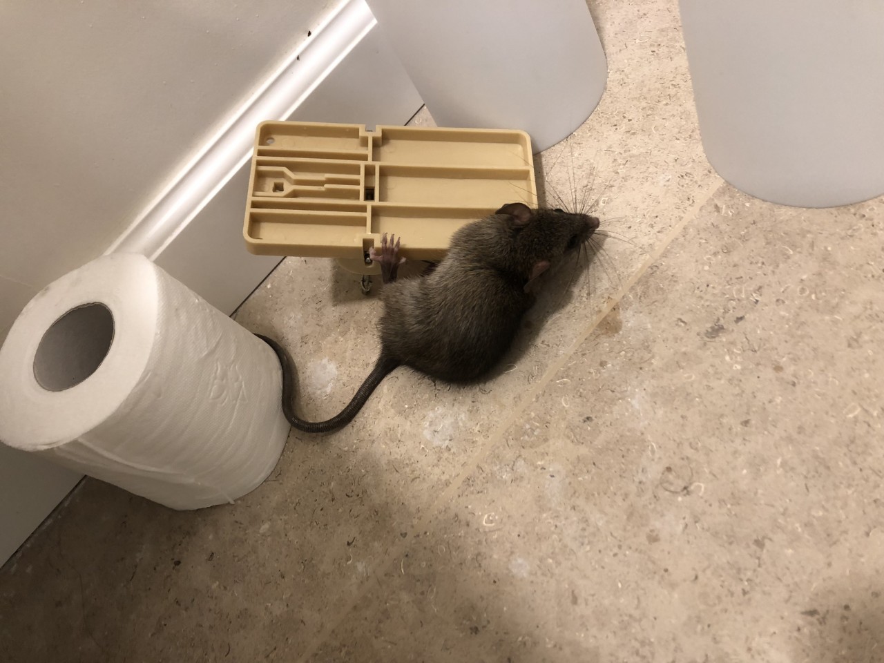 לכידת עכברים בבית
