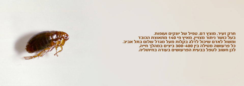 מדביר פרעושים בנתניה